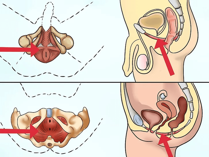 Le muscle pubococcygien, qui doit être tendu lors de la réalisation du complexe de Kegel.